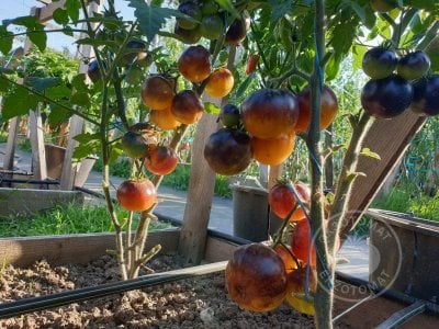 Томат «Gondwana Moon» Томат «Gondwana Moon»