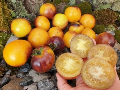 Томат «Gondwana Moon» Томат «Gondwana Moon»