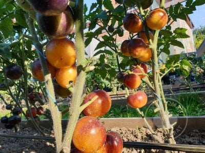 Томат «Gondwana Moon» Томат «Gondwana Moon»