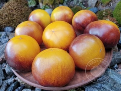 Томат «Gondwana Moon» Томат «Gondwana Moon»