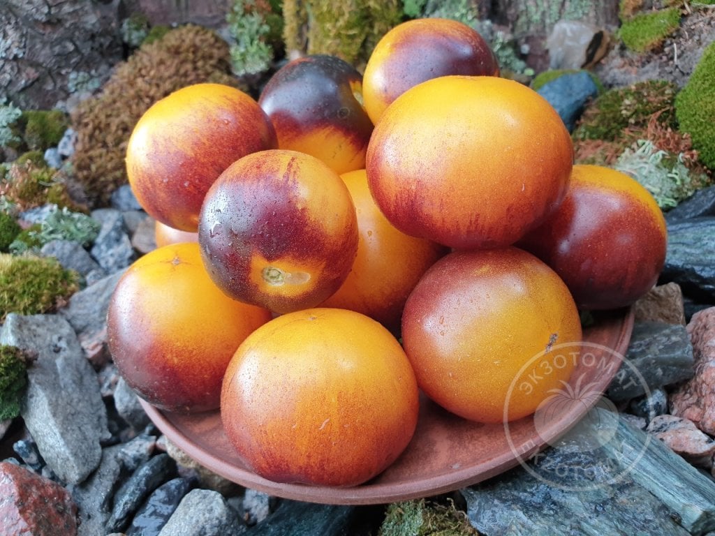 Томат «Gondwana Moon» Томат «Gondwana Moon»