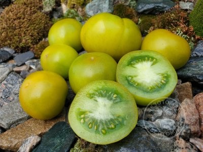 Томат «Lime Green Salad» или «Green Elf»