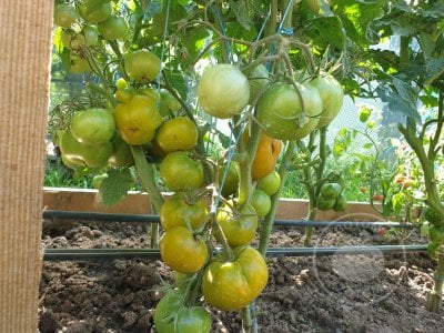 Томат «Lime Green Salad» или «Green Elf»