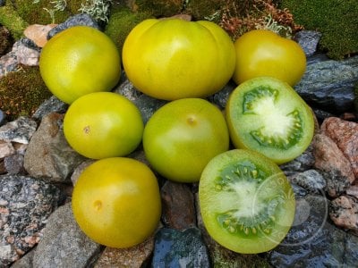 Томат «Lime Green Salad» или «Green Elf»