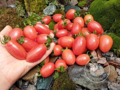 Томат «Maglia Rosa»
