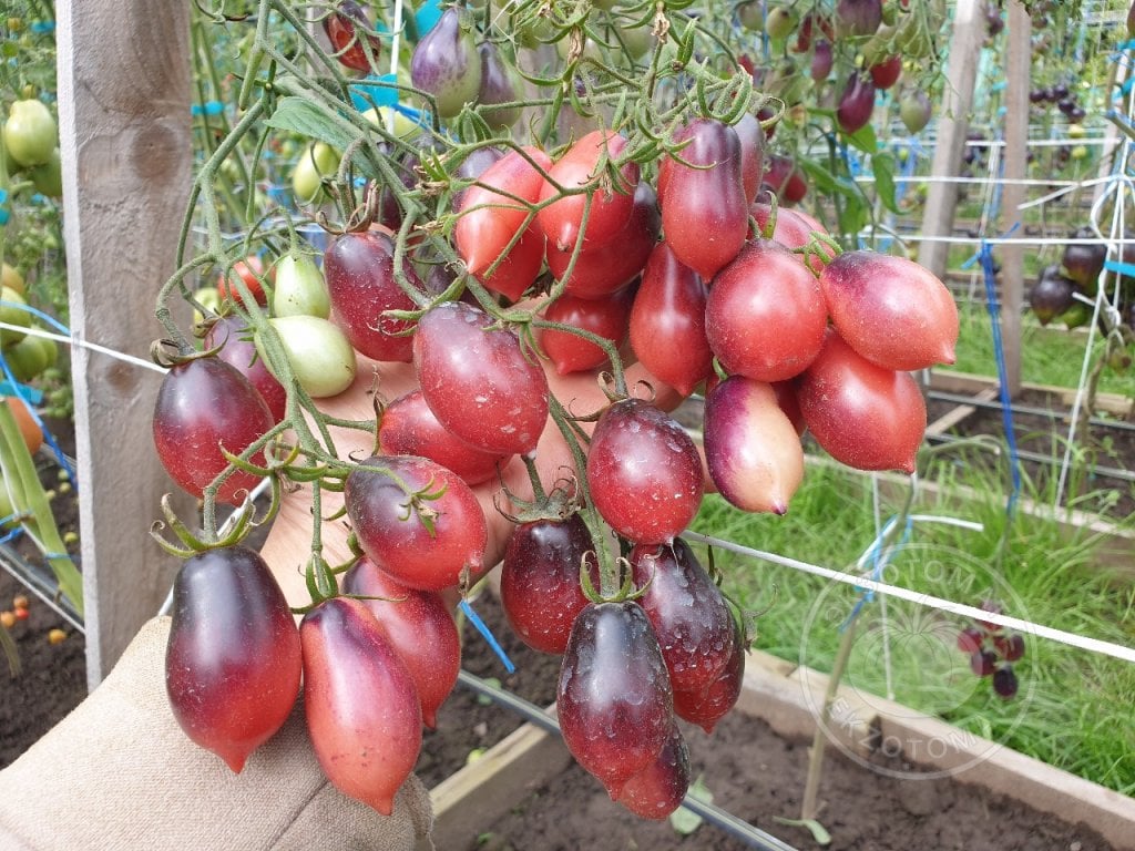 Томат «Märchenfee» Томат «Märchenfee»