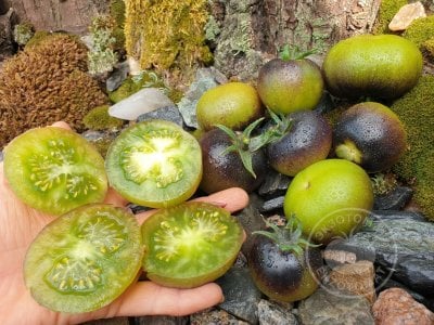 Томат «Märchenwald» Томат «Märchenwald»