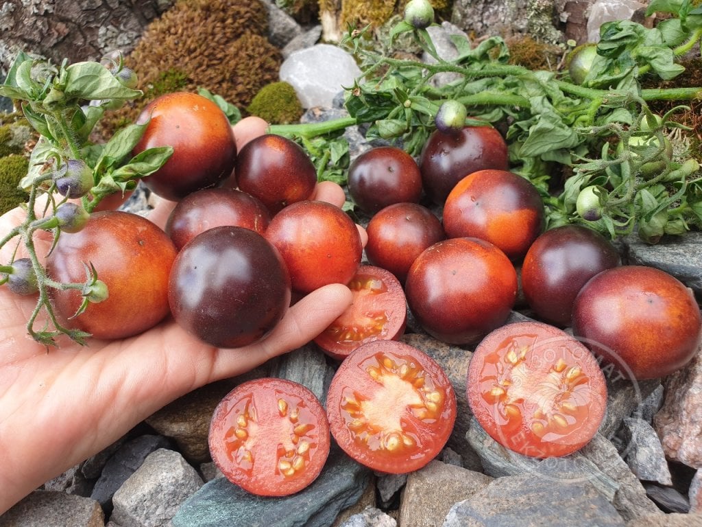 Томат «Палка синяя» Томат «Палка синяя»