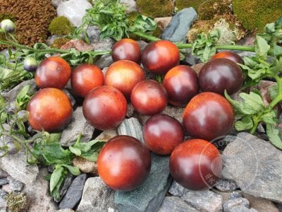 Томат «Палка синяя» Томат «Палка синяя»