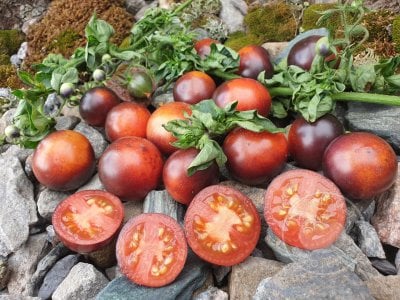 Томат «Палка синяя» Томат «Палка синяя»