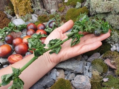 Томат «Палка синяя» Томат «Палка синяя»