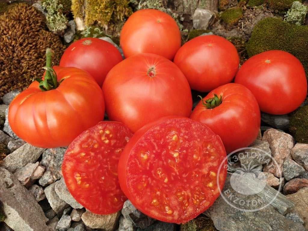 Томат «Pantano Romanesco» Томат «Pantano Romanesco»