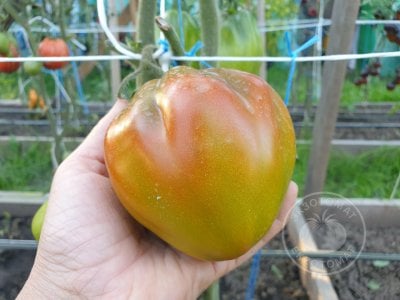 Томат Prune Ibirapuera