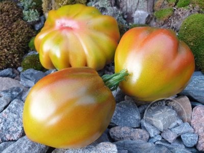 Томат Prune Ibirapuera