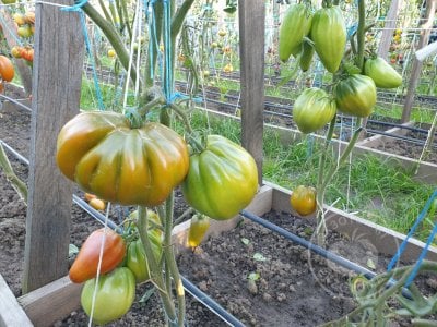 Томат Prune Ibirapuera