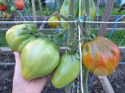 Томат Prune Ibirapuera