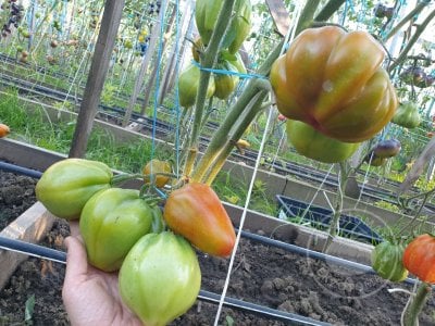 Томат Prune Ibirapuera