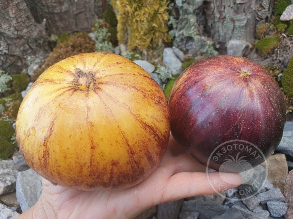 Томат «Солнечное затмение» Томат «Солнечное затмение»