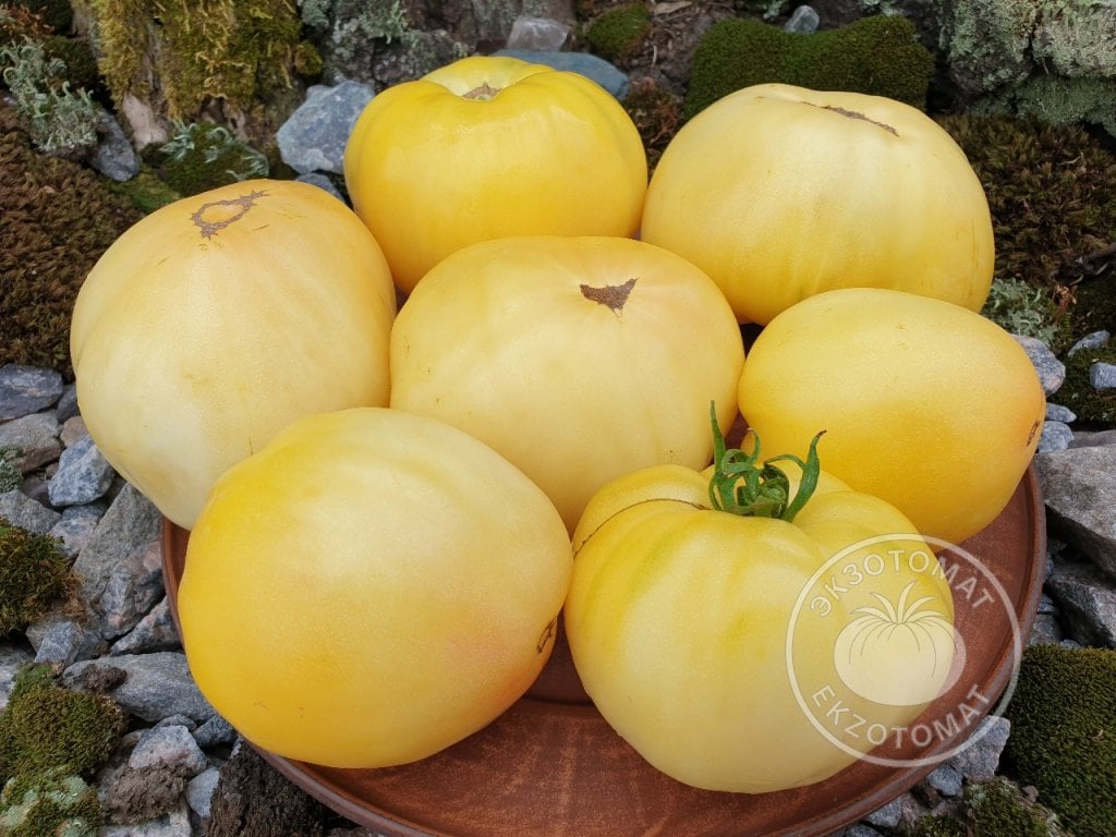 Томат «White Queen» Томат «White Queen»