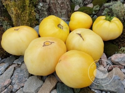 Томат «White Queen» Томат «White Queen»