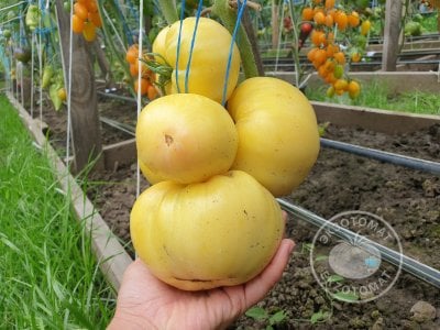 Томат «White Queen» Томат «White Queen»