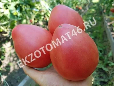 Томат «Абаканский розовый»