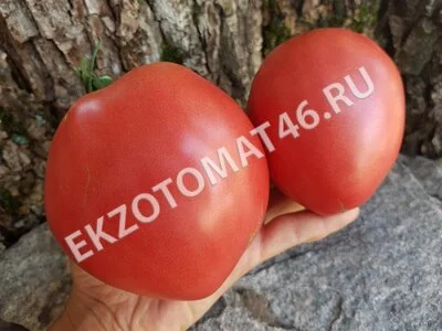 Томат «Абаканский розовый»