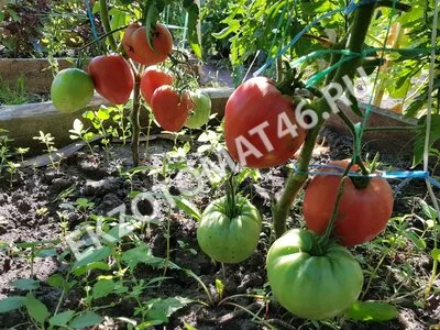 Томат «Абаканский розовый»