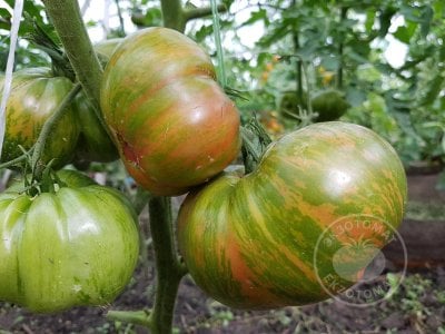 Томат «Ananas zebra» Томат «Ananas zebra»