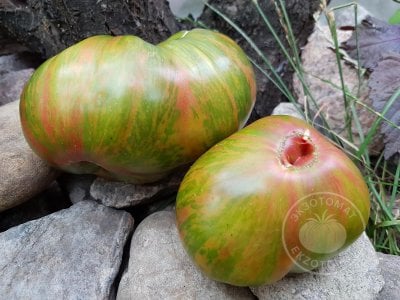 Томат «Ananas zebra» Томат «Ananas zebra»