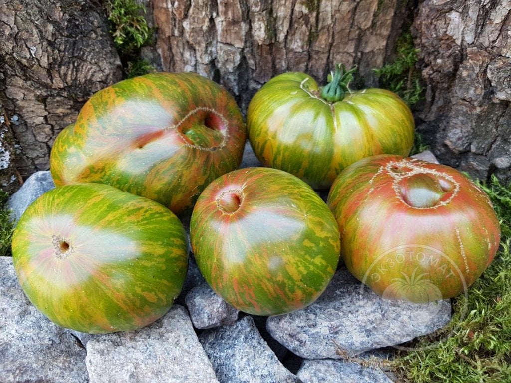 Томат «Ananas zebra» Томат «Ananas zebra»