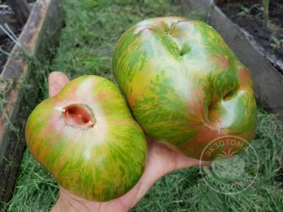 Томат «Ananas zebra» Томат «Ananas zebra»