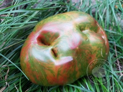 Томат «Ananas zebra» Томат «Ananas zebra»