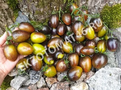 Томат «Brad’s Atomic Grape»