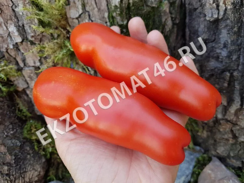 Томат «Аурия»