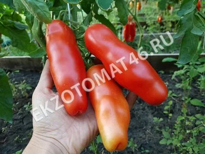 Томат «Аурия»