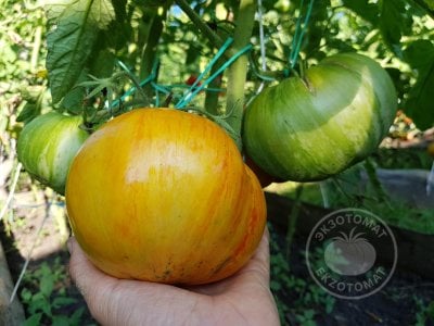 Томат «Beauty King» Томат «Beauty King»