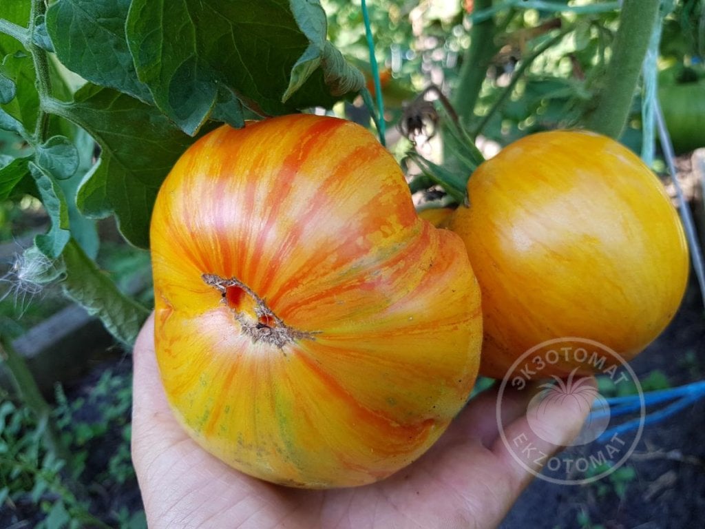 Томат «Beauty King» Томат «Beauty King»