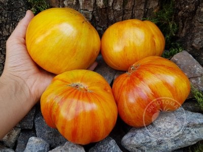 Томат «Beauty King» Томат «Beauty King»