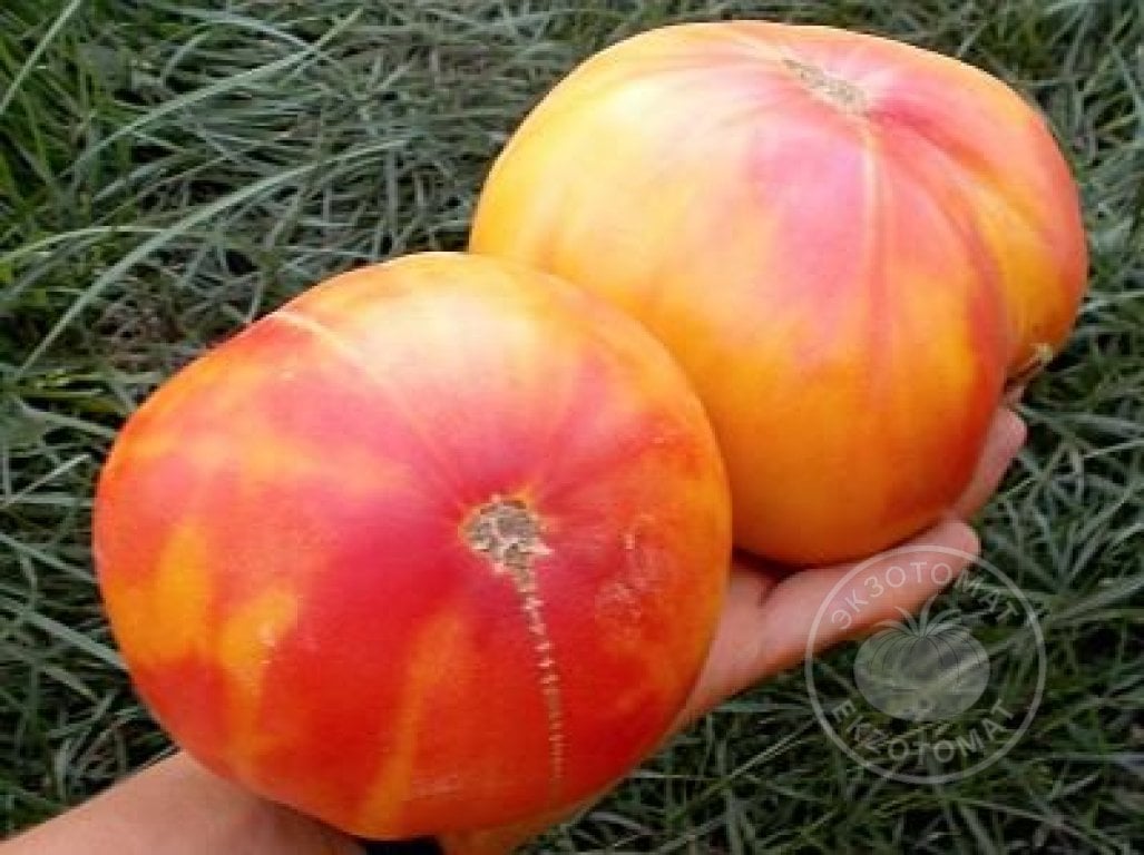 Томат «Big Rainbow» Томат «Big Rainbow»