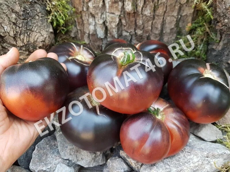 Томат «Black Beauty»