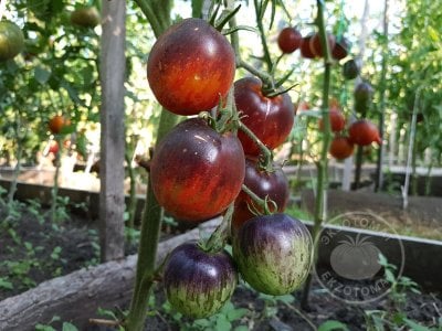 Томат «Dark Tiger» Томат «Dark Tiger»