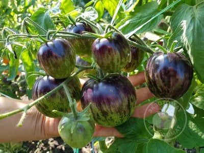 Томат «Dark Tiger» Томат «Dark Tiger»