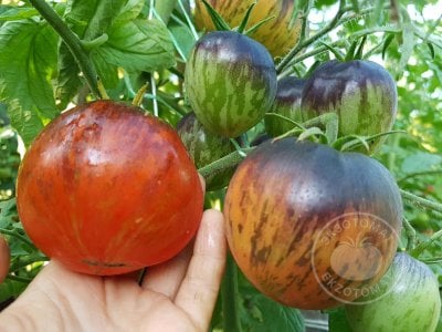 Томат «Dark Tiger» Томат «Dark Tiger»