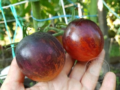 Томат «Dark Tiger» Томат «Dark Tiger»