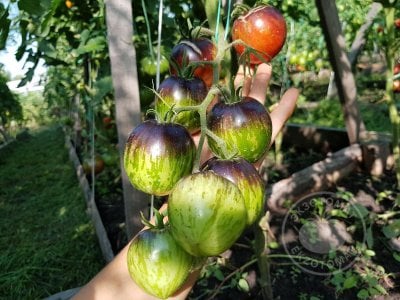 Томат «Dark Tiger» Томат «Dark Tiger»