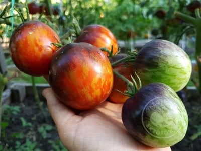 Томат «Dark Tiger» Томат «Dark Tiger»