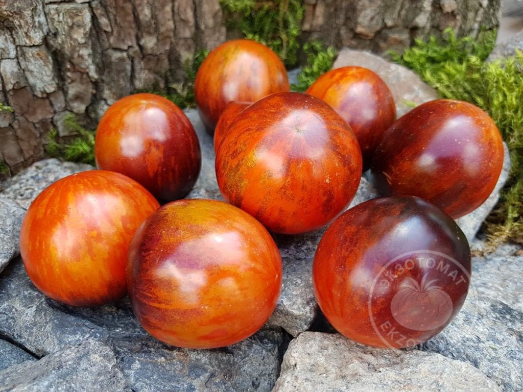 Томат «Dark Tiger» Томат «Dark Tiger»