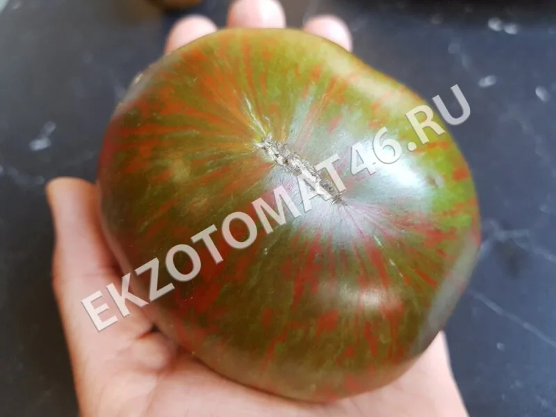 Томат «Black zebra»