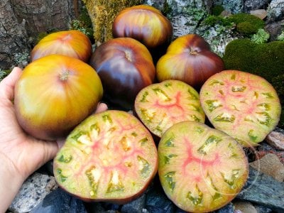               Томат «Блаженство»